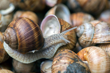 Grape snail, in a natural habitat, a culinary delicacy