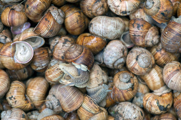 Grape snail, in a natural habitat, a culinary delicacy