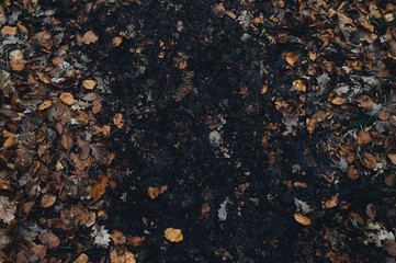 Footprints in the mud in the middle of the dead leaves