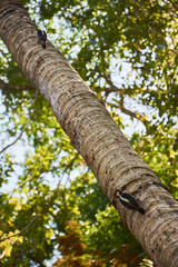 Fototapeta premium Woodpeckers peck a tree near the Mermaid station in Corcovado National Park, Costa Rica