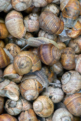 Grape snail, in a natural habitat, a culinary delicacy