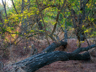 fallen tree in the forest