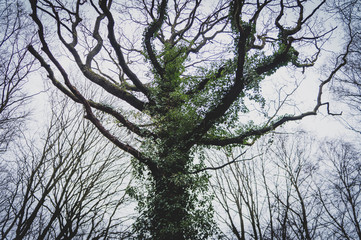 Tortuous tree covered with ivy close-up