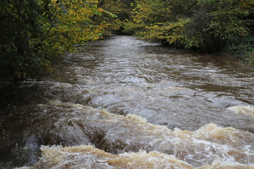 Fast flowing river lined by trees