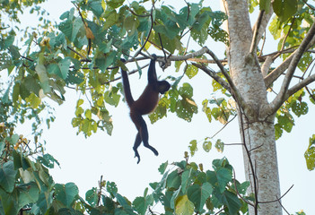 Spider monkeys near the Sirena station in Corcovado National Park, Costa Rica