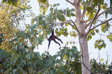 Spider monkeys near the Sirena station in Corcovado National Park, Costa Rica