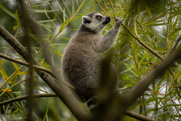 katta in tree with bokeh
