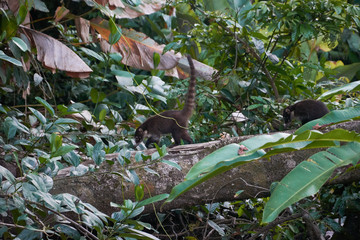 Coats near the Sirena station in Corcovado National Park, Costa Rica