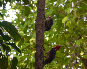Woodpeckers peck a tree near the Mermaid station in Corcovado National Park, Costa Rica