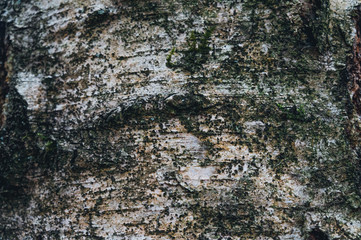 Birch texture in winter close-up