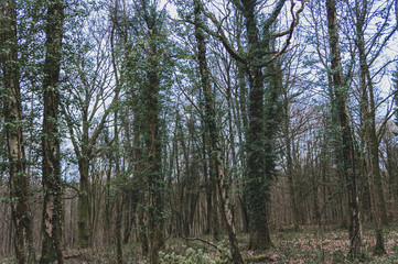 Obraz premium Rows of ivy covered trees