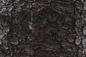 Knot in a bark of wood