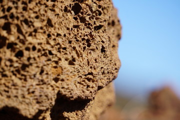 close up of a leopard