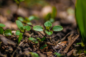 four leafs