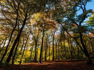Sun shining through colorful leaves in an autumn scenery