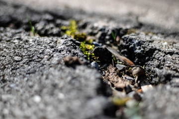 asphalt crack with plants