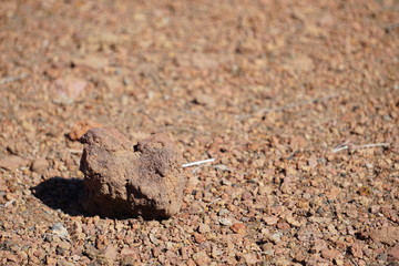 red ant on the ground