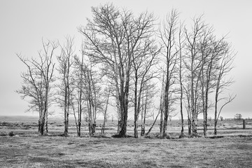 Fototapeta na wymiar Black and white picture of a rural landscape in foggy day.