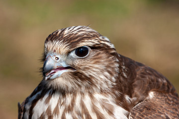 Saker Falcon (Falco cherrug)