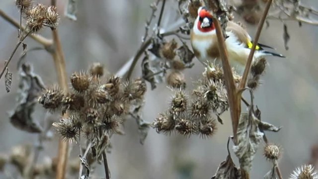 goldfinch feeding on the agrimony swaying