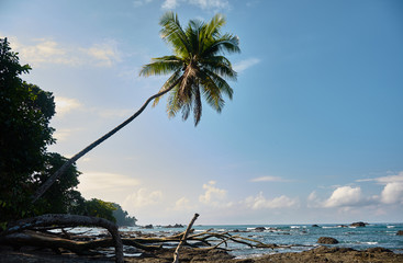 A palm tree near San Pedrillo station in Corcovado National Park, Costa Rica