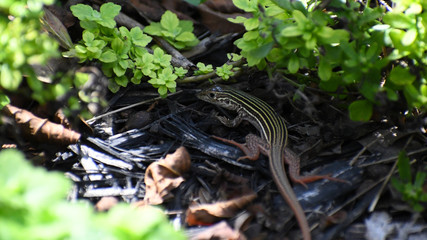 Lizard hiding under plants