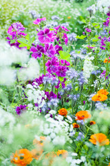 Obraz premium Colorful British countryside garden with sweet cicilt, English marigold, mallow and many other flowers.