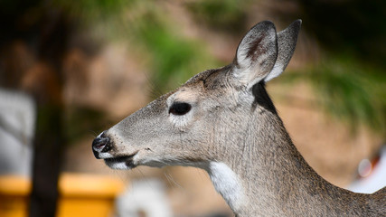 Fototapeta premium portrait of a deer