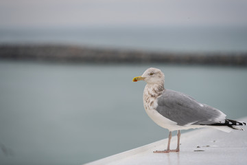 Fototapeta na wymiar A big seagull sits on a ferry and waits