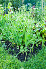 Vegetable garden with fresh produce and healthy medicinal herbs.