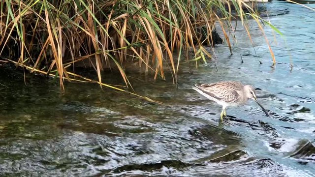 4K HD video of sandpiper walking through shallow shoreline foraging for food. 