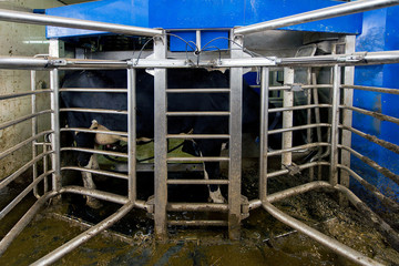 modern cowshed, for the cultivation of dairy breeds of cows, milking robots
