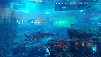 Dubai Birj Fishtank