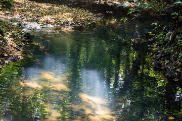 The clear water of a forest stream lit by the rays of the sun