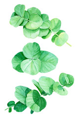 set green eucalyptus leaves on isolated background, watercolor illustration