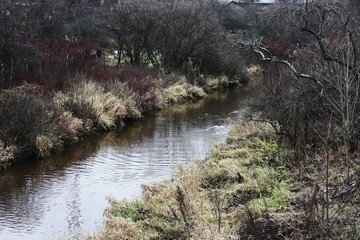 Beautiful landscape of trees and river in the forest
