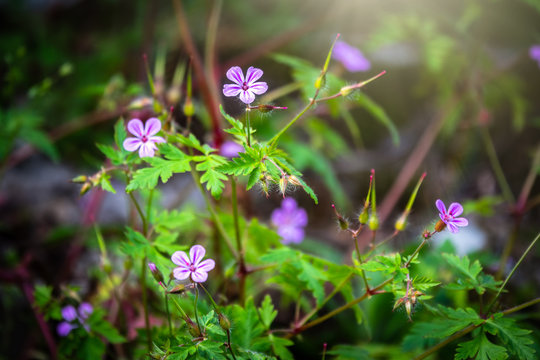 Beautiful purple wild forest flower. Geranium robertianum, commonly known as herb-Robert. Flowers are illuminated by the sun.
