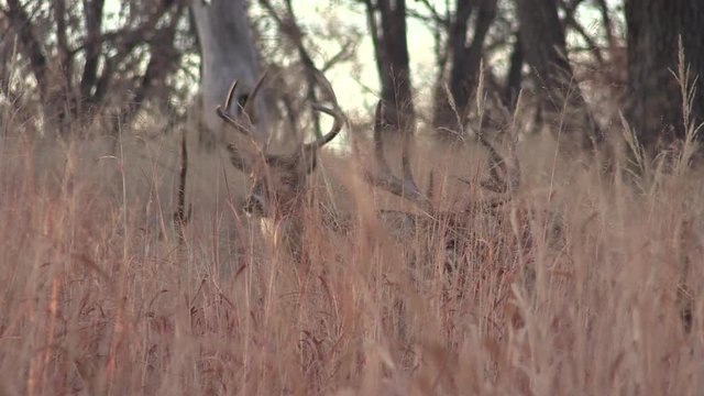 Pair of Rutting Whitetail Bucks