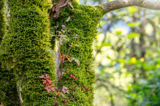 Soft Thick Moss Covers A Tree Trunk In The Forest.