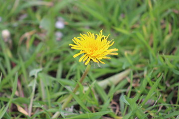 dandelion in grass