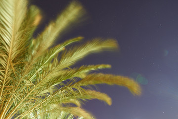 Morocco sky with stars and palm