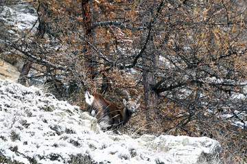 Lo stambecco nel bosco di larici in inverno