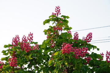 白い空に映える赤ピンクの花々