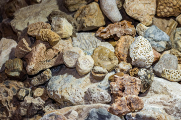 A collection of fossilized fossil sponges and corals. Kaluzhskiy region, Russia. Carboniferous period