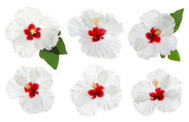 Set of beautiful tropical hibiscus flowers isolated on white © New Africa
