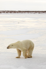 Obraz na płótnie Canvas Polar bear walking