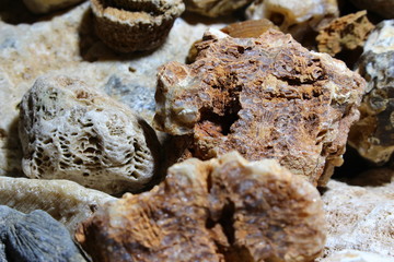 A collection of fossilized fossil sponges and corals. Kaluzhskiy region, Russia. Carboniferous period