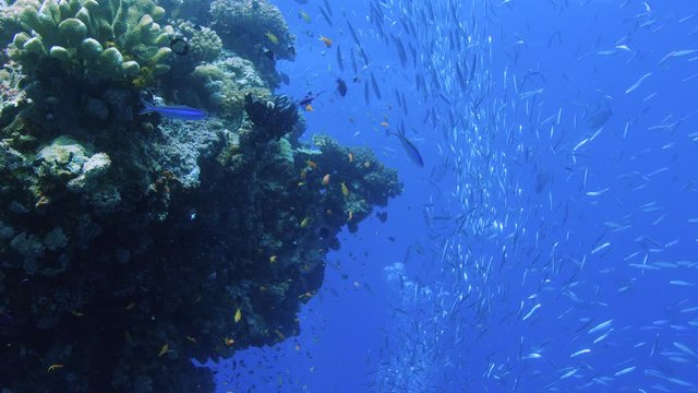 POV Approaching a Pristine part of great barrier reef. Shot with a RED Camera. Slow Motion.