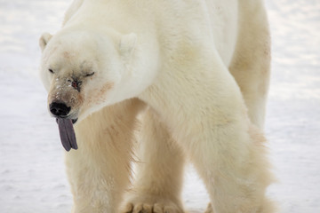 Polar bear sticking our tongue