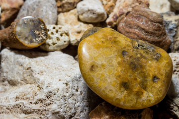 A collection of fossilized fossil sponges and corals. Kaluzhskiy region, Russia. Carboniferous...